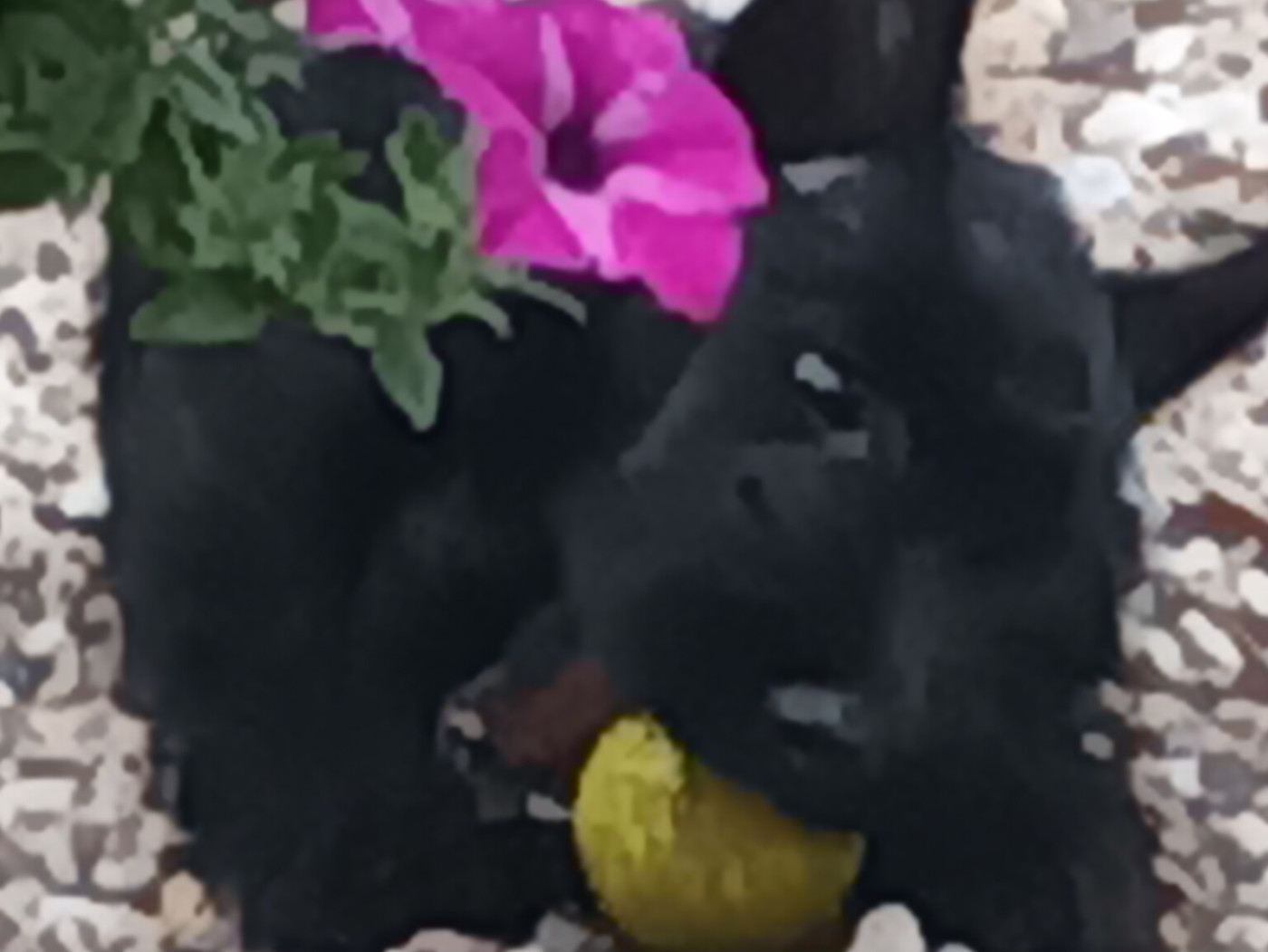 CHIOTS SCOTTISH TERRIER