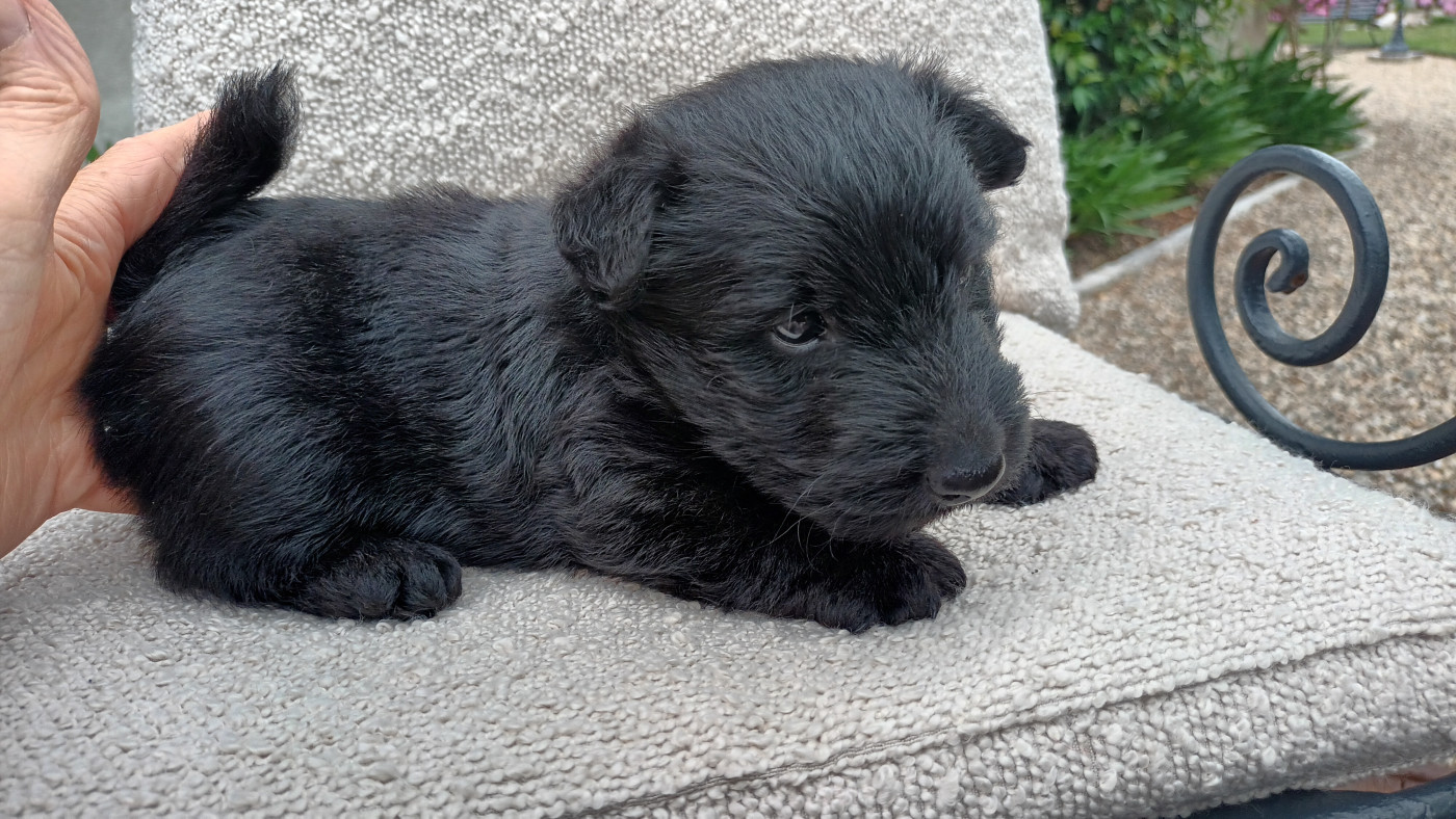 du Camaieu Bleu - Scottish Terrier - Portée née le 18/05/2026